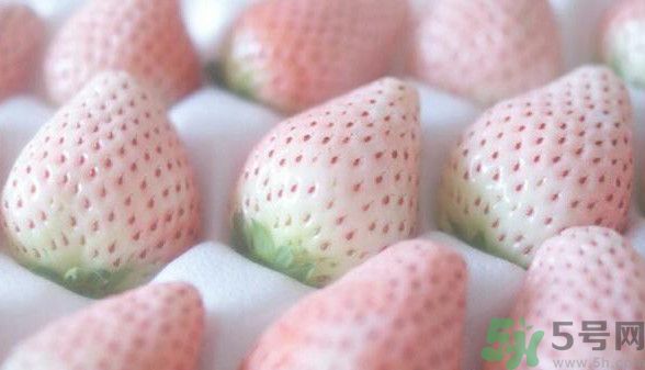 寶寶能吃菠蘿莓嗎？嬰幼兒能吃菠蘿莓嗎？