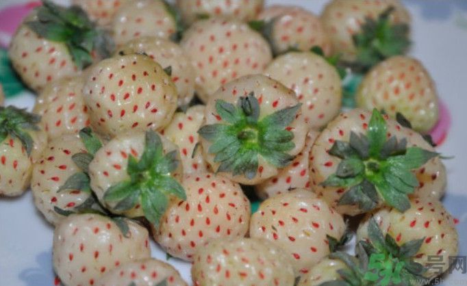 寶寶能吃菠蘿莓嗎？嬰幼兒能吃菠蘿莓嗎？