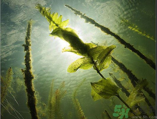 海帶用冷水泡還是熱水泡發(fā)？海帶怎么泡才不會發(fā)硬？