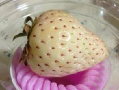 懷孕初期能吃菠蘿莓嗎？懷孕5個(gè)月可以吃菠蘿莓嗎？