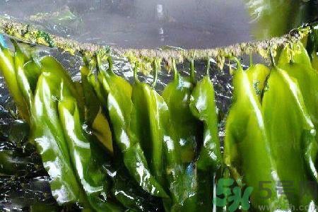 哪種海帶吃起來比較好？海帶有什么類別？