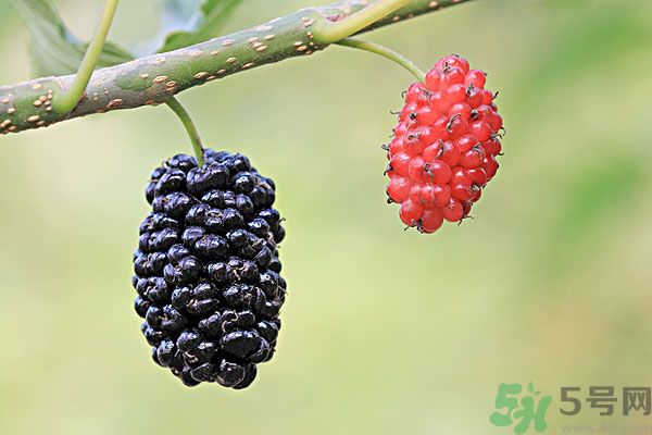 哺乳期能不能吃桑葚？桑葚產(chǎn)婦能吃嗎？