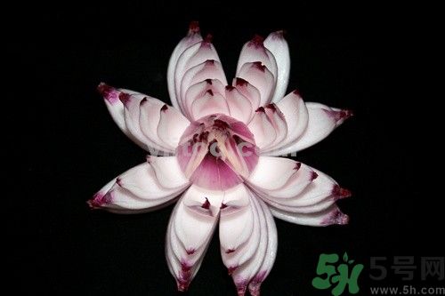 洋蔥可以包餃子嗎？洋蔥怎么做餃子餡？