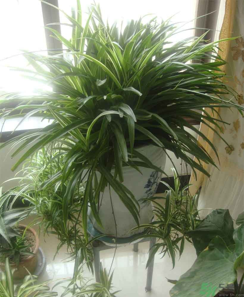 吸收毒氣的植物有哪些？凈化空氣的植物有哪些？