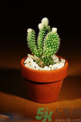 吸收毒氣的植物有哪些？凈化空氣的植物有哪些？