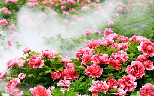 牡丹的花語是什么？牡丹的寓意是什么？