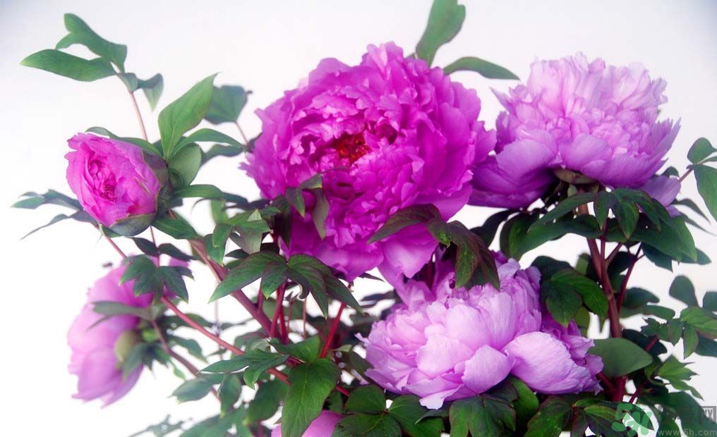 牡丹的花語是什么？牡丹的寓意是什么？