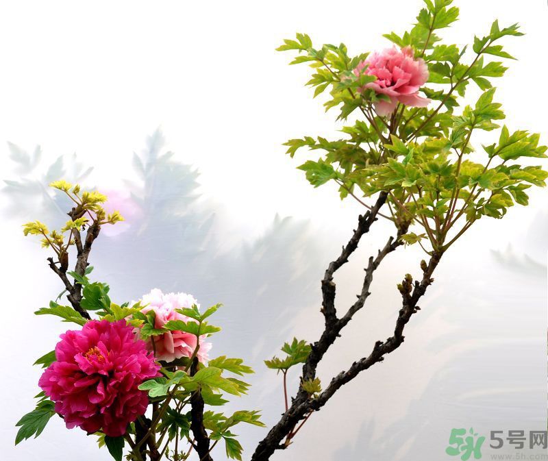 牡丹的花語是什么？牡丹的寓意是什么？