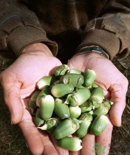 吃檳榔會(huì)致癌嗎？吃檳榔好不好？