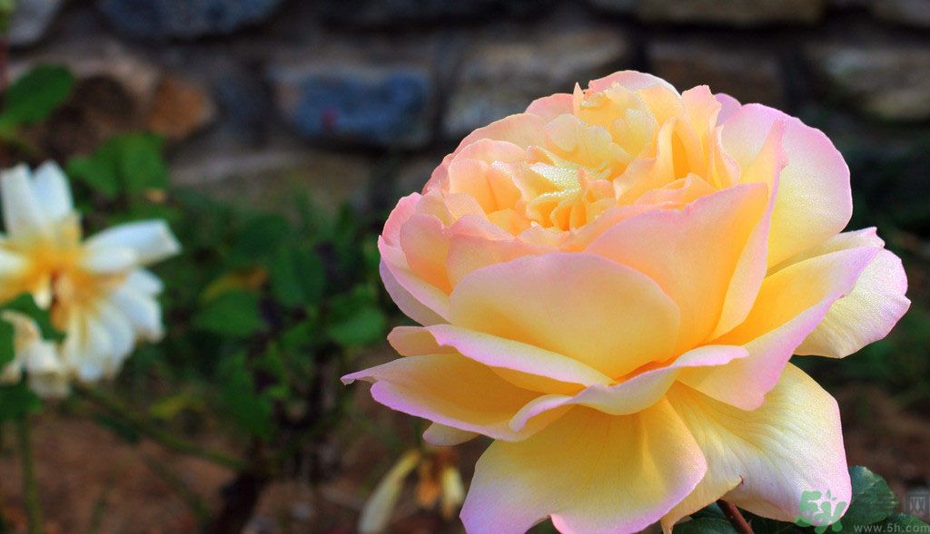 牡丹花茶可以美白嗎？喝牡丹花可以美白嗎？