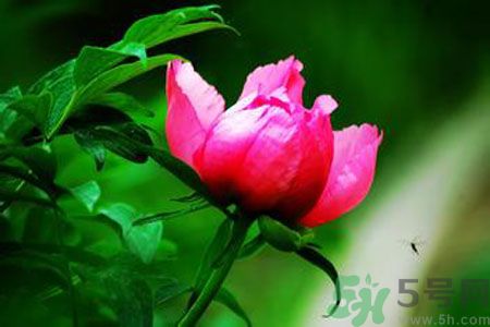 牡丹花茶可以美白嗎？喝牡丹花可以美白嗎？