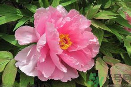 牡丹花茶可以美白嗎？喝牡丹花可以美白嗎？