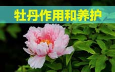 扦插的月季多久會開花？扦插月季多久可開花？