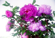 牡丹花可以吃嗎？牡丹花怎么做好吃？
