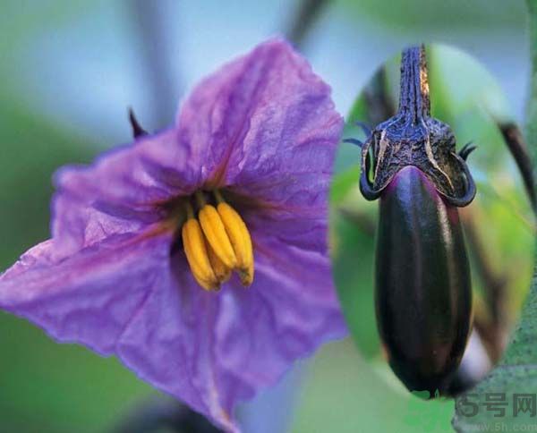 茄子和螃蟹可以一起吃嗎？茄子和螃蟹為什么不能一起吃？