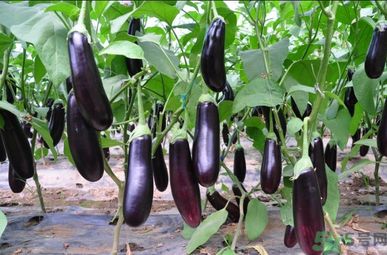 茄子和螃蟹可以一起吃嗎？茄子和螃蟹為什么不能一起吃？