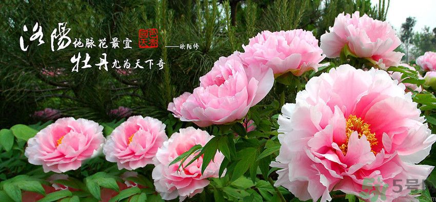 洛陽牡丹文化節(jié)活動有哪些？洛陽牡丹文化節(jié)門票是多少？