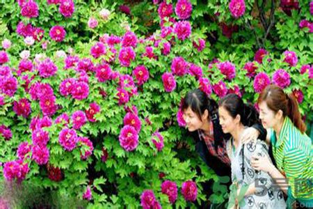 洛陽牡丹文化節(jié)活動有哪些？洛陽牡丹文化節(jié)門票是多少？