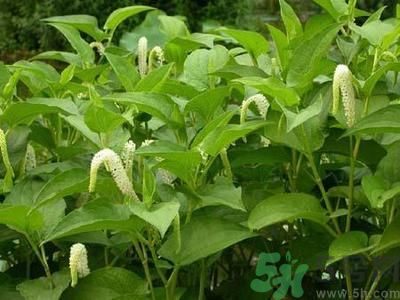 魚腥草可以止咳嗎？魚腥草止咳的辦法有哪些？