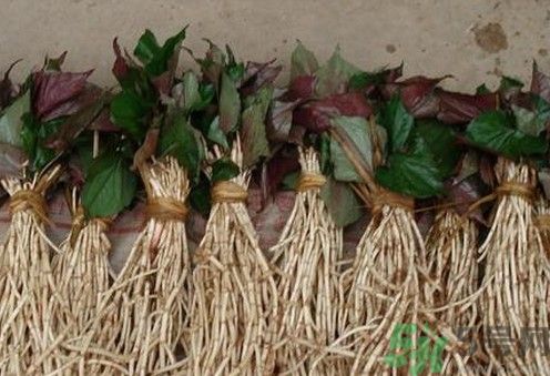 烏藥能和魚腥草一起泡茶喝嗎？烏藥和魚腥草一起吃好不好？