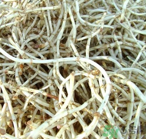 烏藥能和魚腥草一起泡茶喝嗎？烏藥和魚腥草一起吃好不好？