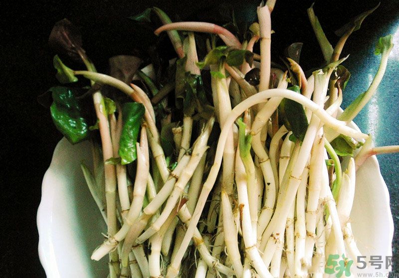 烏藥能和魚腥草一起泡茶喝嗎？烏藥和魚腥草一起吃好不好？