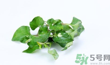 魚腥草可以抗輻射嗎？魚腥草怎么防輻射？