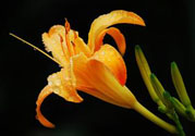 黃花菜可以治療抑郁癥嗎？兩噸黃花菜治好了抑郁癥是真的嗎？