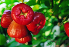 蓮霧是發(fā)物嗎?蓮霧是不是發(fā)物?.png 蓮霧是發(fā)物嗎?蓮霧是不是發(fā)物?.png