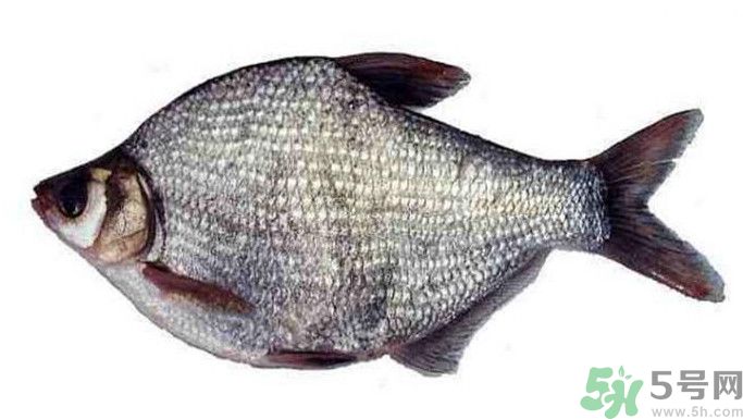 武昌魚是鳊魚嗎？武昌魚和鳊魚區(qū)別哪個好吃？