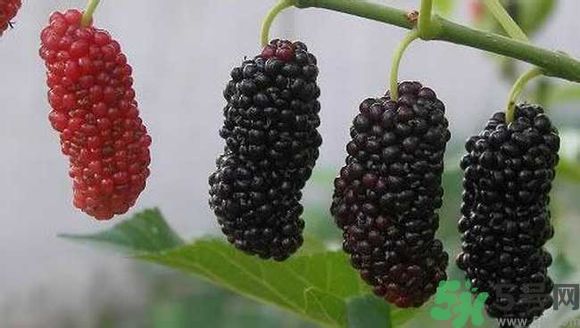膽囊炎能吃桑葚嗎？膽囊炎吃桑葚好嗎？