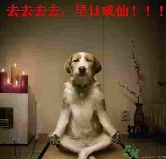 早餐吃面還是包子比較好？早餐吃包子和面健康嗎？