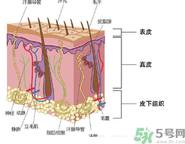 為什么頭發(fā)越來越油？頭發(fā)應(yīng)該幾天洗一次？