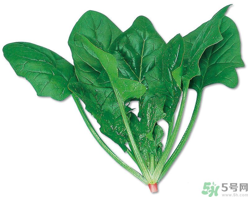 菠菜可以炒韭菜嗎？菠菜和韭菜一起吃怎么樣？