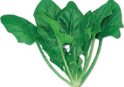 菠菜可以炒韭菜嗎？菠菜和韭菜一起吃怎么樣？