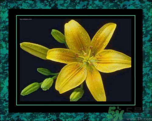 母親節(jié)送什么花好？母親節(jié)應該送什么鮮花？