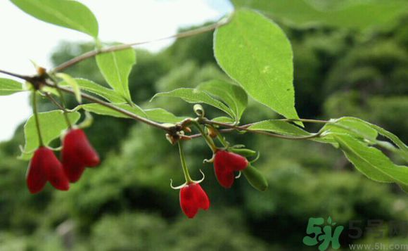 杈杷果好吃嗎？杈杷果的營養(yǎng)價值與功效