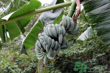 牛奶蕉是熱性還是涼性？牛奶蕉是涼性嗎？
