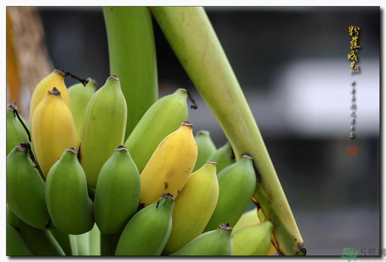 孕婦可以吃牛奶蕉嗎？孕婦吃牛奶蕉好嗎？