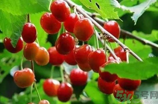 吃櫻桃拉肚子怎么辦？吃櫻桃拉肚子是怎么回事？