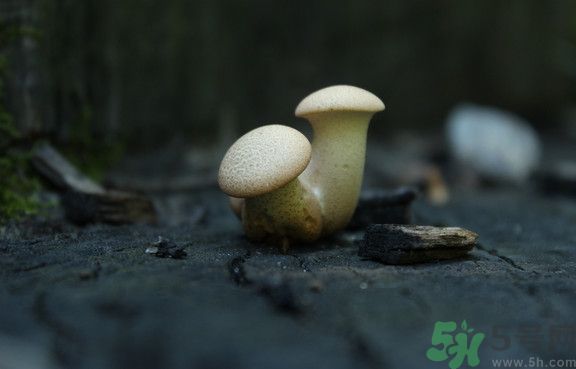 蘑菇有白毛能吃嗎？蘑菇上面長了一層白毛還能吃嗎？