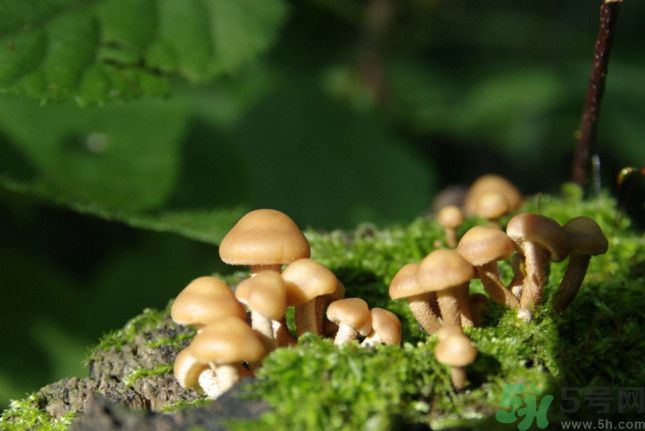 蘑菇有白毛能吃嗎？蘑菇上面長了一層白毛還能吃嗎？