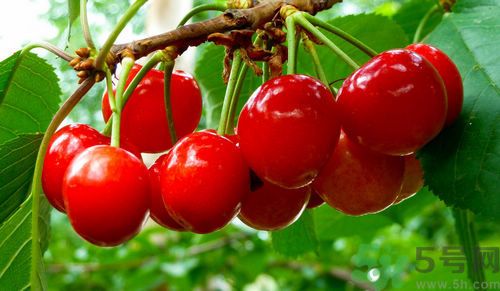 產(chǎn)婦能吃櫻桃嗎？產(chǎn)婦吃櫻桃好不好？