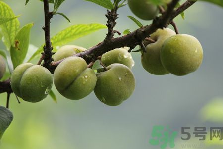 李子是熱性還是涼性？李子是涼性的嗎？