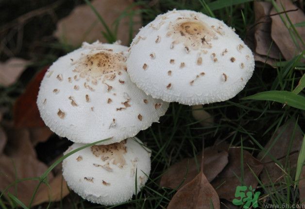 蘑菇能生吃嗎？蘑菇生吃會(huì)中毒嗎？