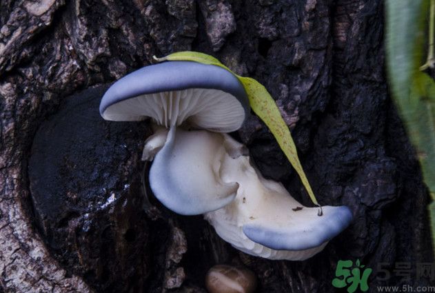 蘑菇能生吃嗎？蘑菇生吃會(huì)中毒嗎？