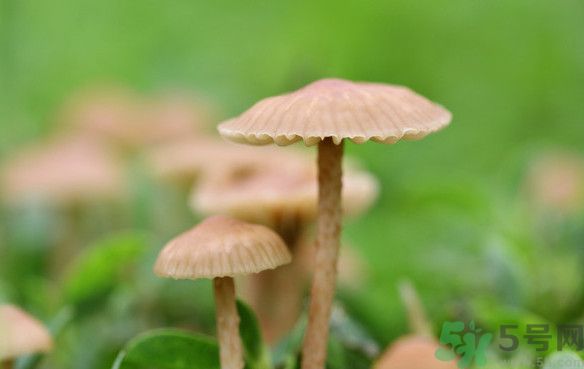 蘑菇能生吃嗎？蘑菇生吃會(huì)中毒嗎？