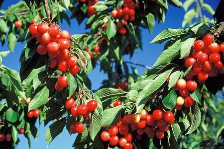 櫻桃枝能治療痛經(jīng)嗎？櫻桃枝的功效與作用