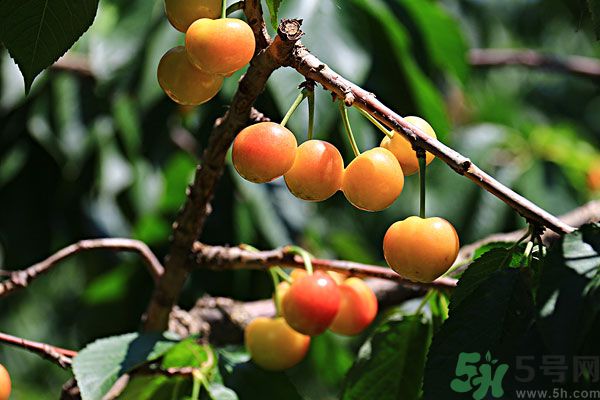 櫻桃枝能治療痛經(jīng)嗎？櫻桃枝的功效與作用