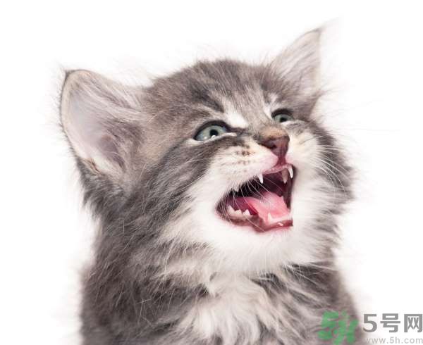 貓咪什么在時候換牙？貓咪換牙要注意什么？